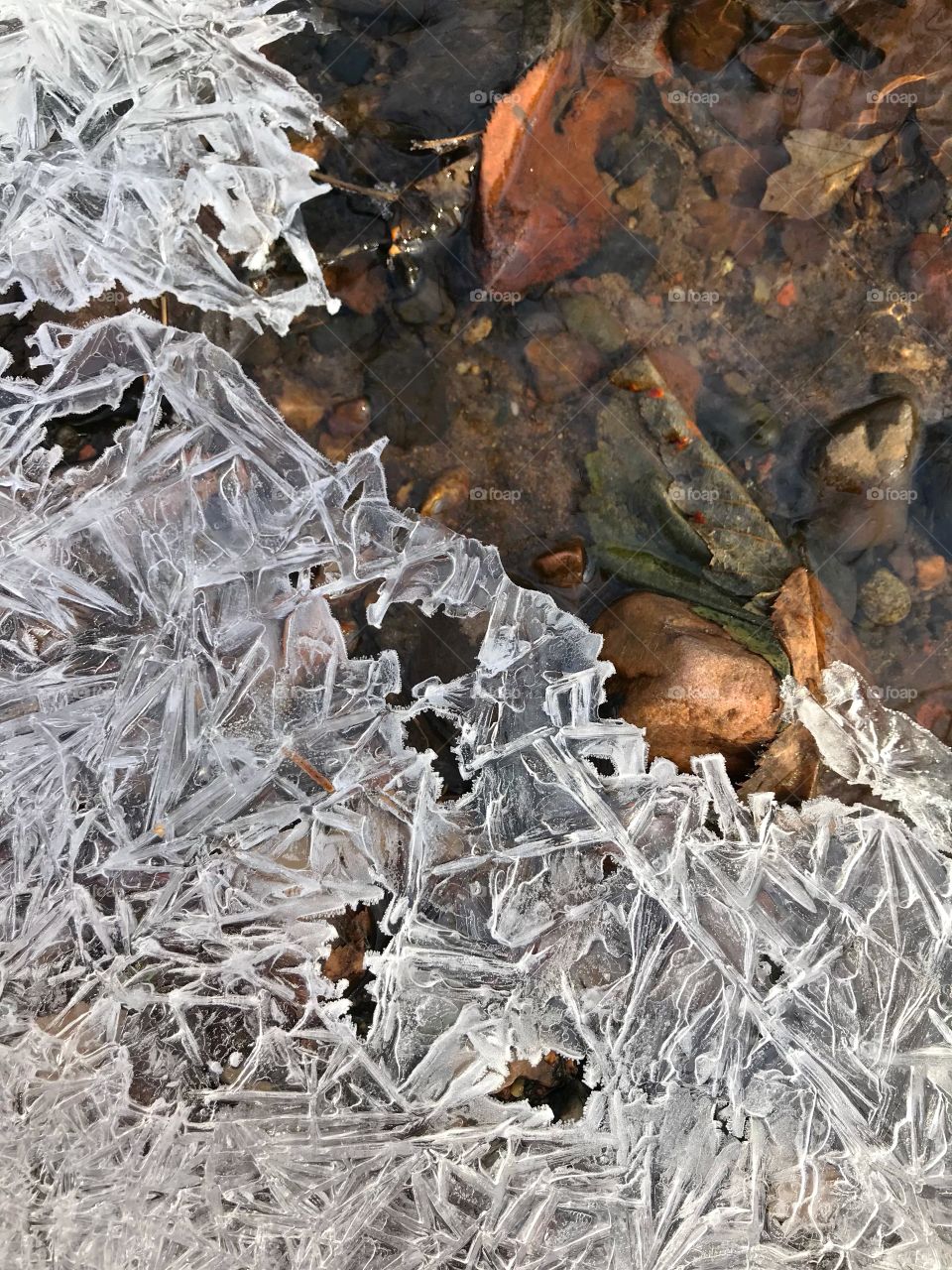 A thin sheet of textured ice covers part of a secluded stream