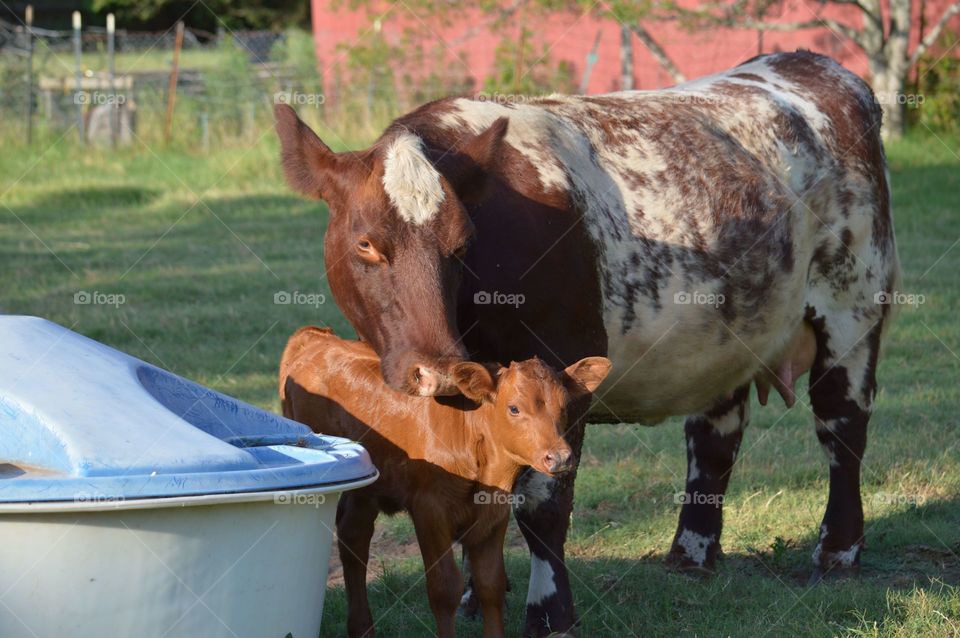 Cow and calf standing on the cow