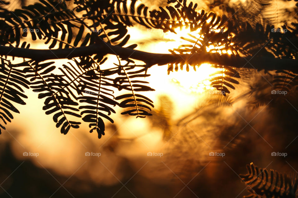 Sunrise between the leaves
