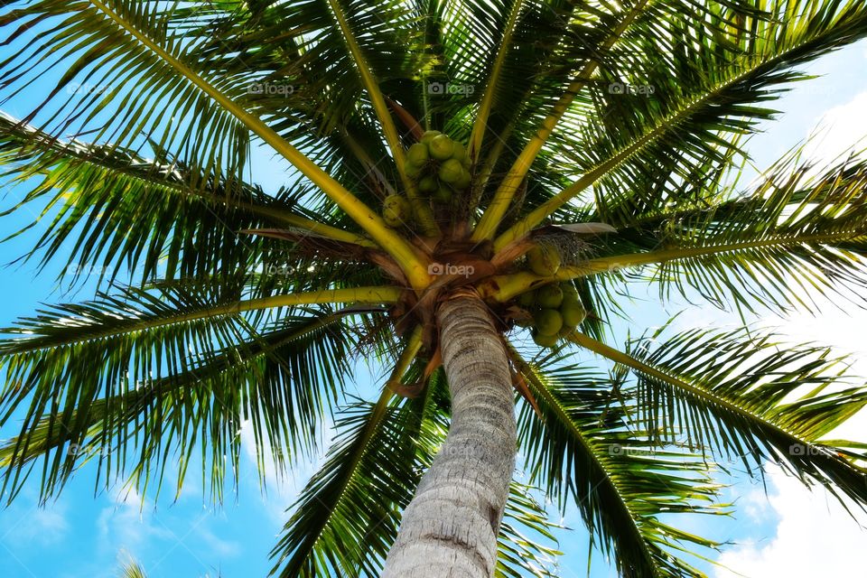 Coconuts 