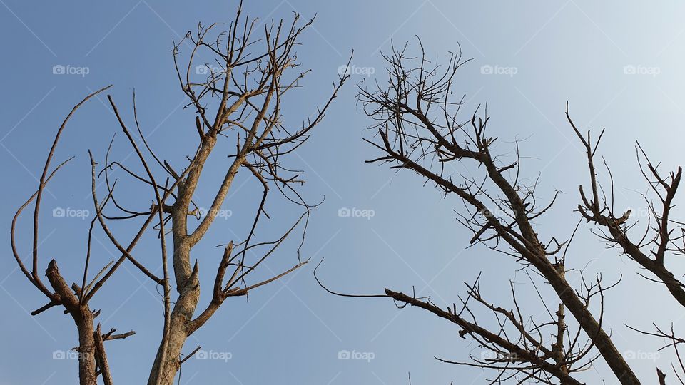 dry twigs