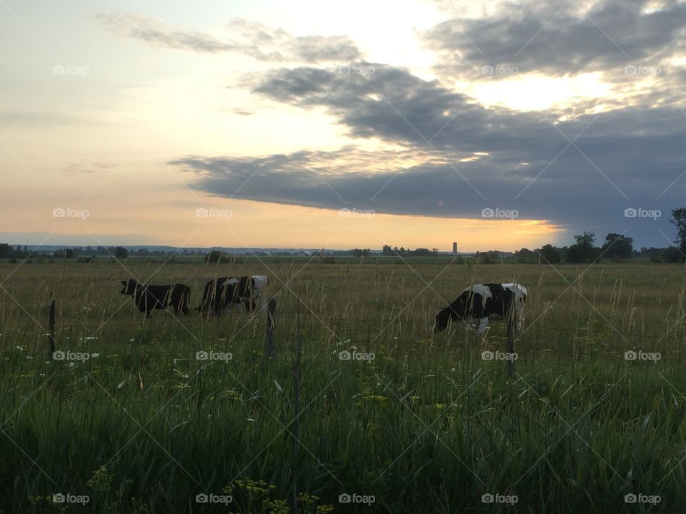 Cows grazing