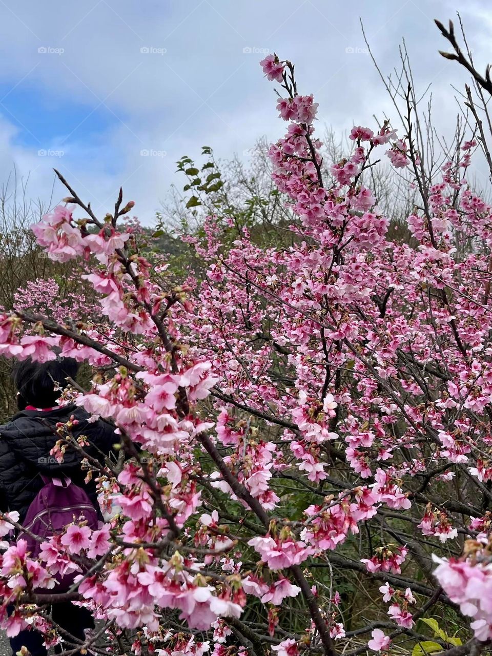 Beautiful flowers in bloom