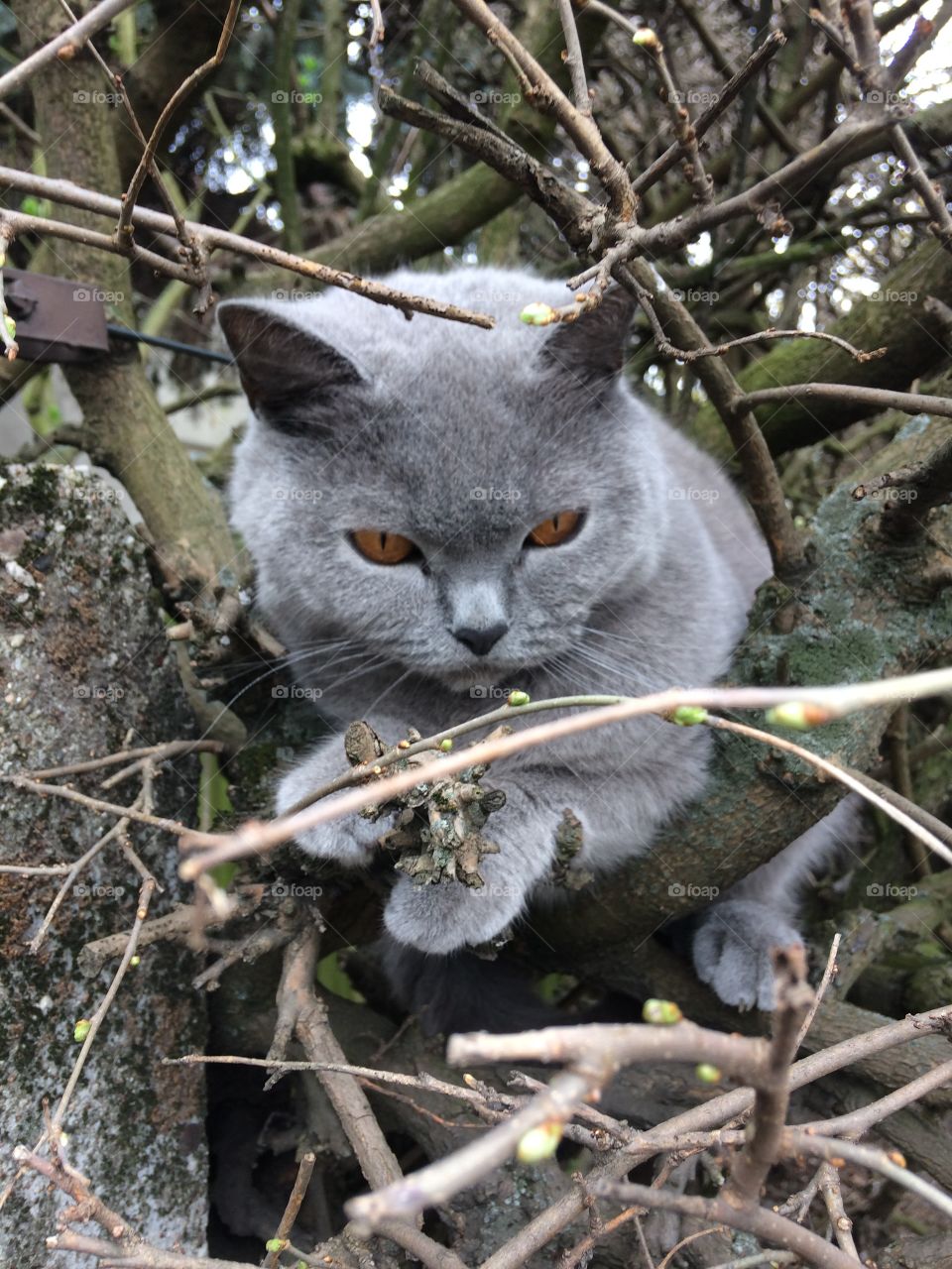 Tree cat