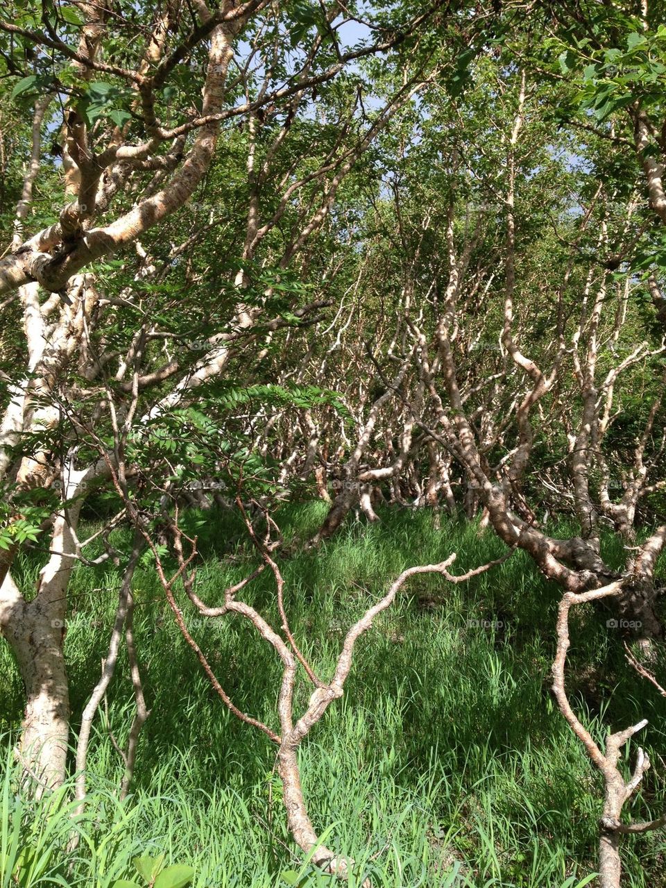 Mt Fuji visions - Grass and Trees