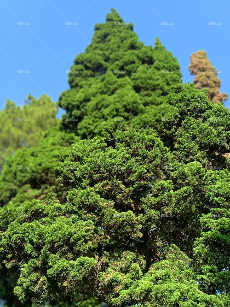 Spruce tree and blue sky