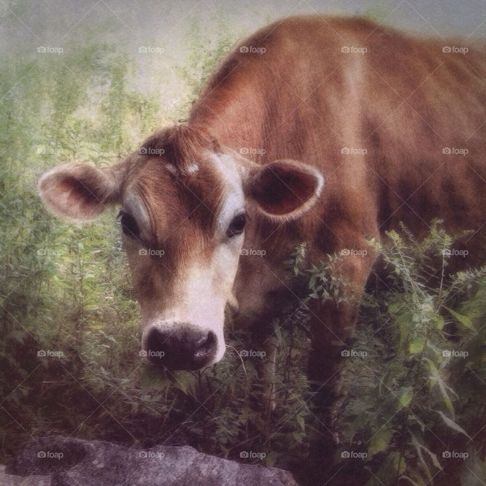 Country Cow