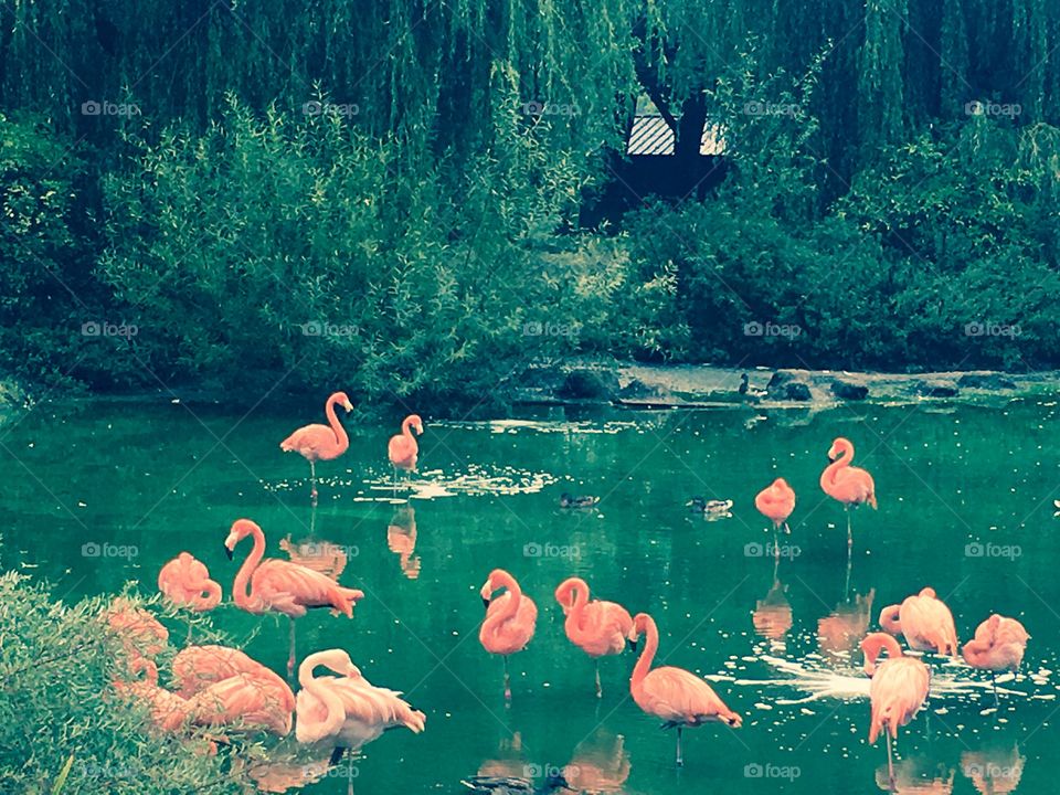 A color edited photo of flamingos in the water at the London Zoo 