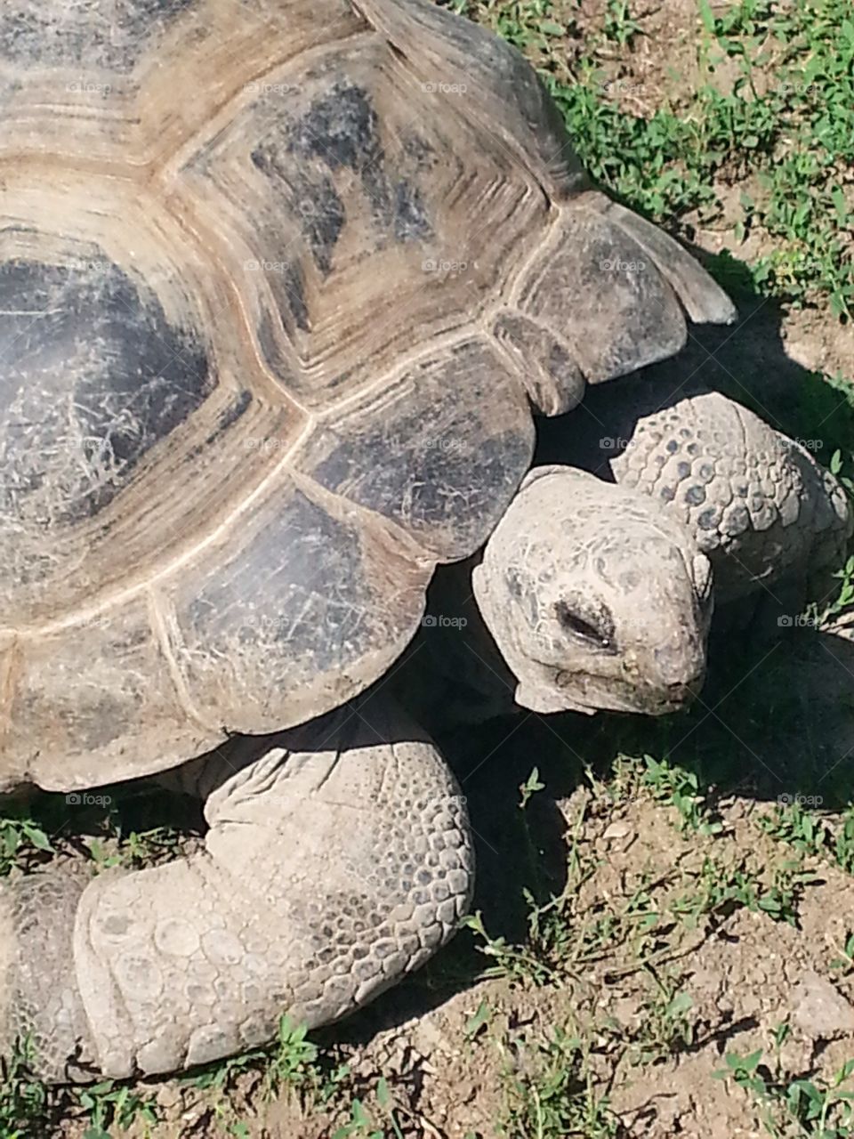 tortoise time