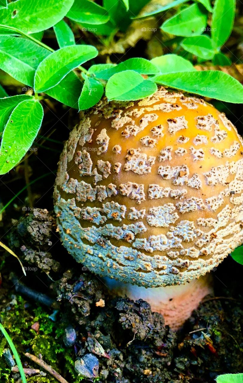 Little round yellow mushroom hidden in the forest bed in Romania.