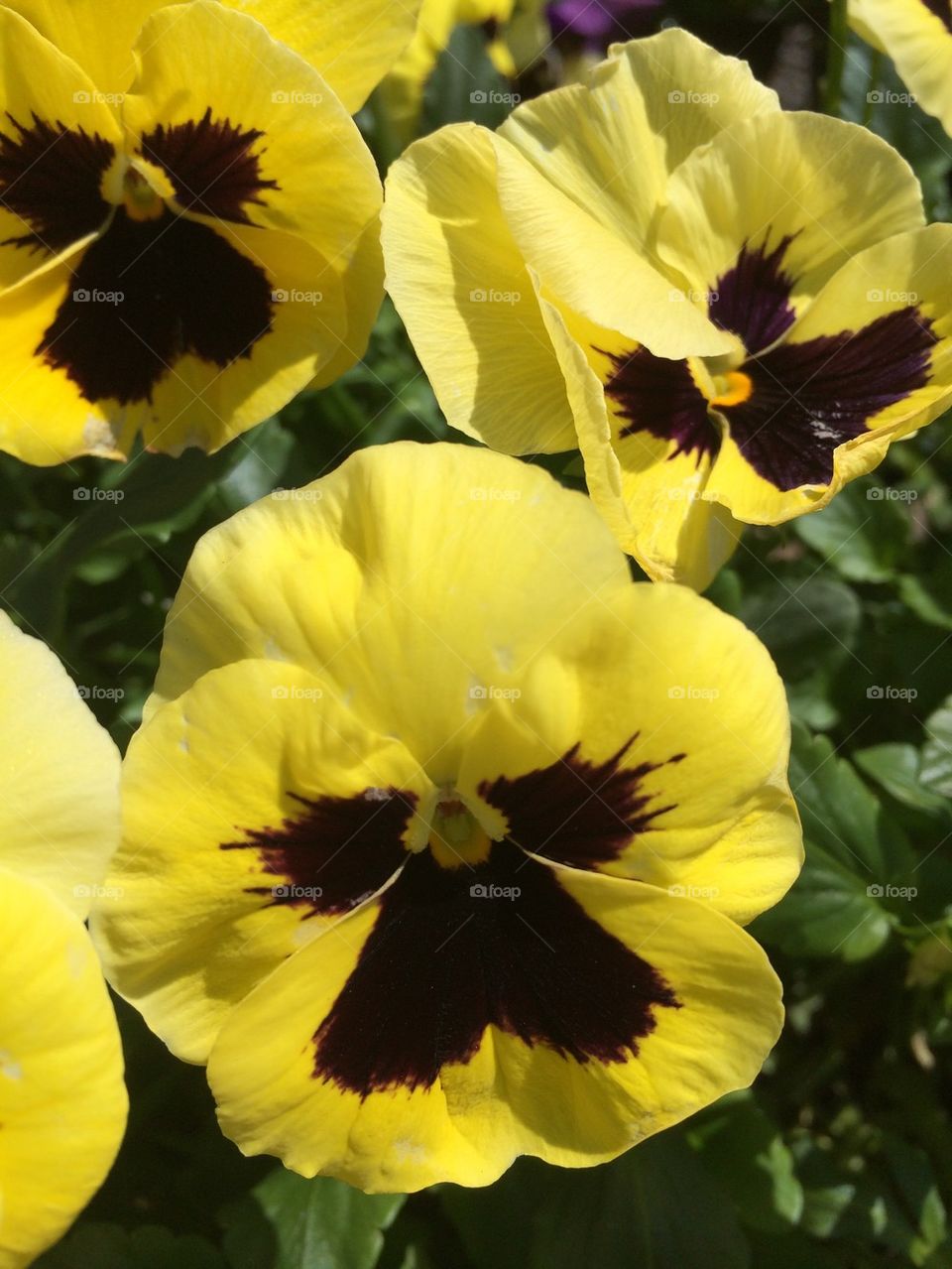 Pansy