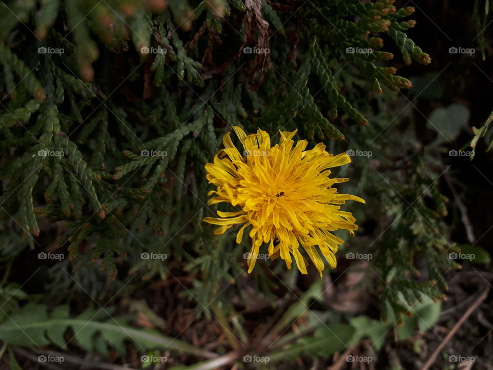 This is one of the most professional photos that I took ever. There's a pretty, cute, yellow flower in Serbia called "maslačak". How do you like it? :)