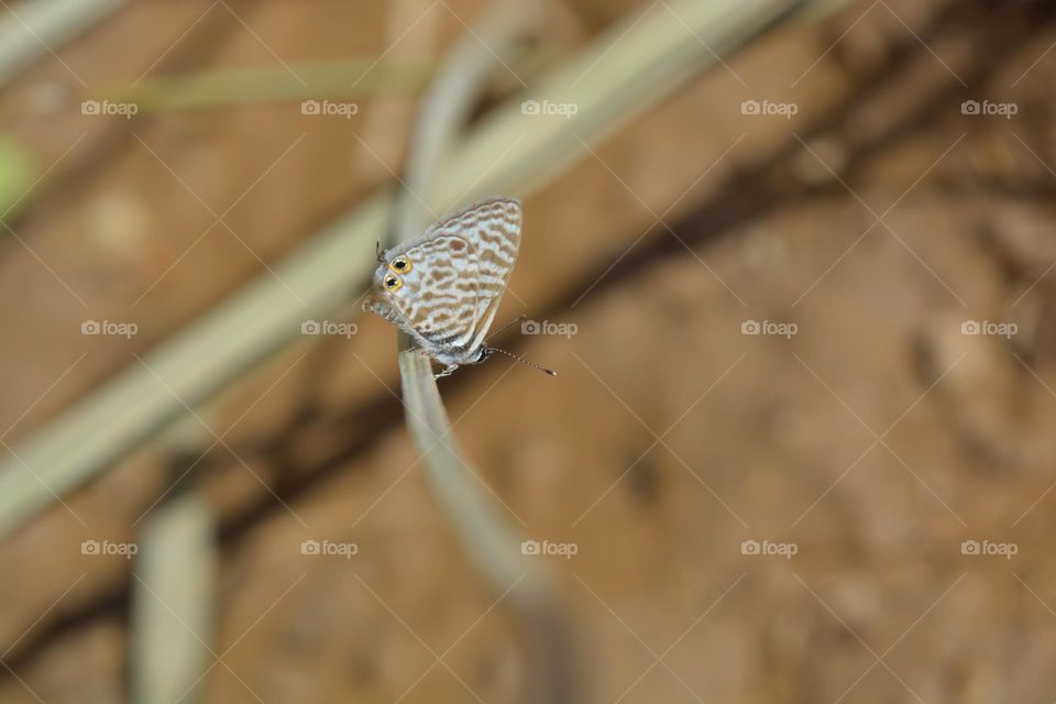 Lang's short-tailed blue or Common zebra blue (Leptotes pirithous)