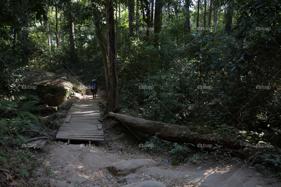 Path in the forest 