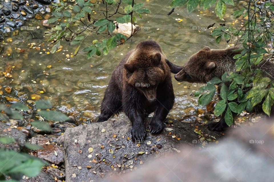 Favourite moment watching the bears .. these two had been sparing with a tree chunk and in this shot it looks like one bear is saying sorry .. feel very lucky to have seen them playing happily together ...💗