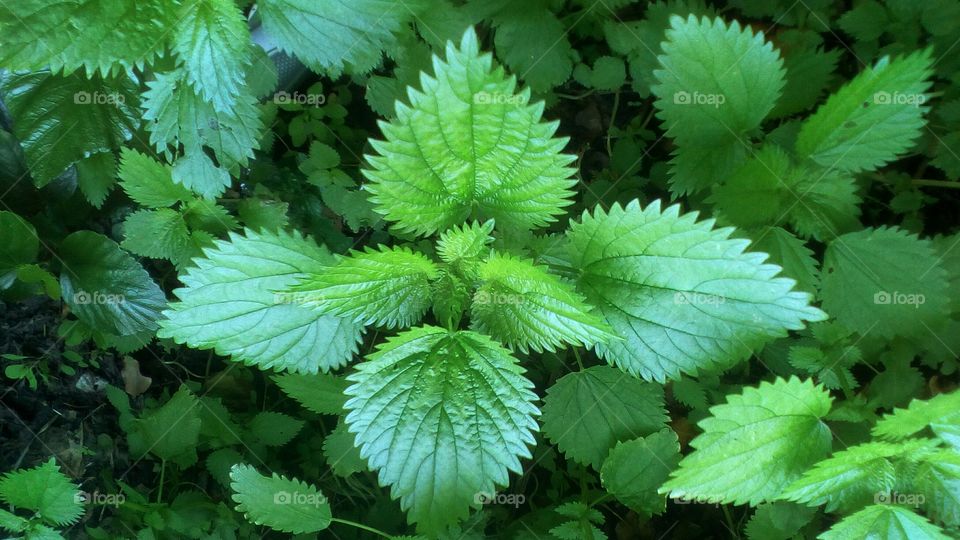 Green plants outdoors in wild nature#
environment#herb#agriculture