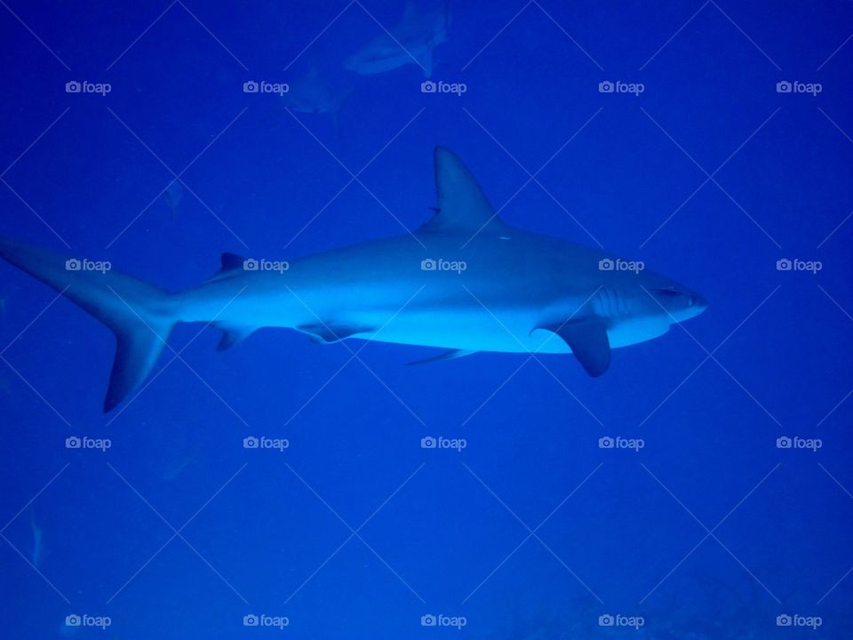 Bull shark hanging out