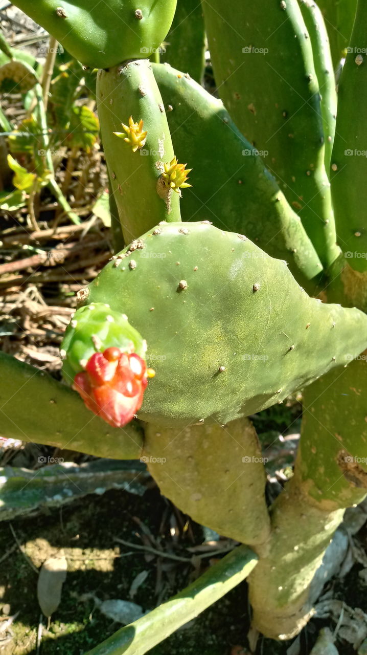 NATURE CACTUS Figo-da-Índia Opuntia ficus-indica