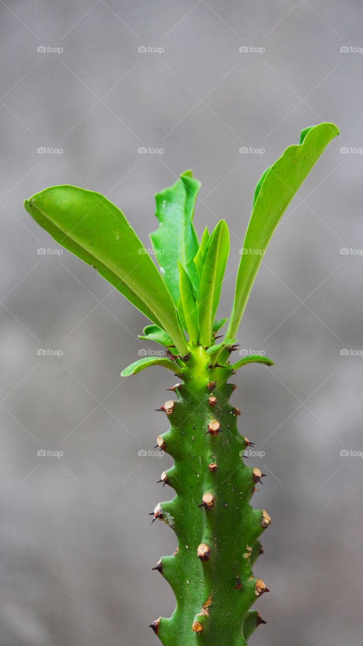Cactus, Nature, Leaf, Growth, Flora