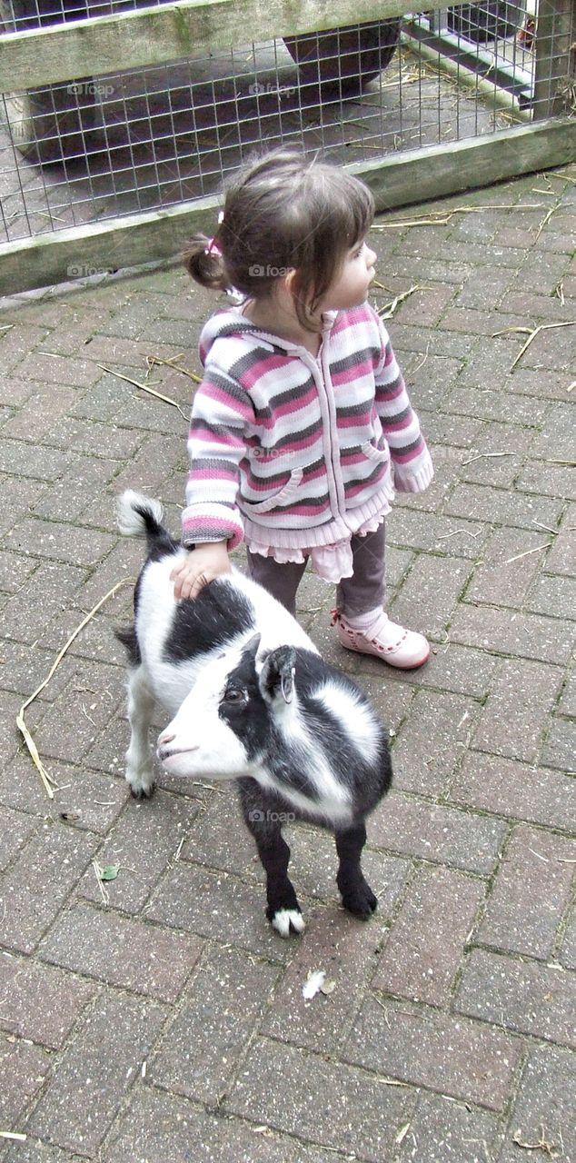 Littke girl petting the baby goat