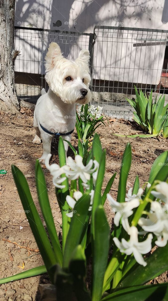 gardener westie