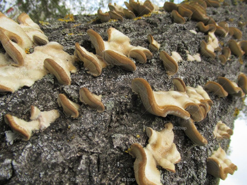 parasitic mushrooms on trees
