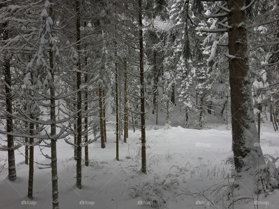 All snow as far as you can see.