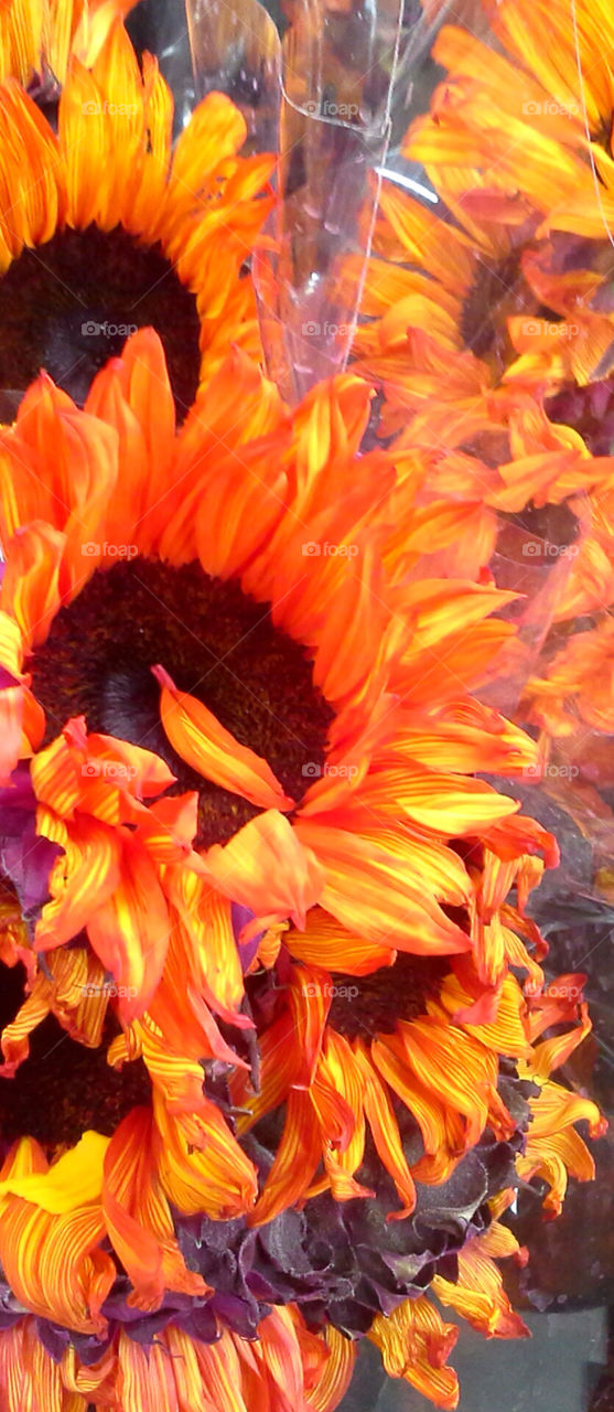 Hot SunFlower. Red Orange SunFlowers that look as if they were painted.