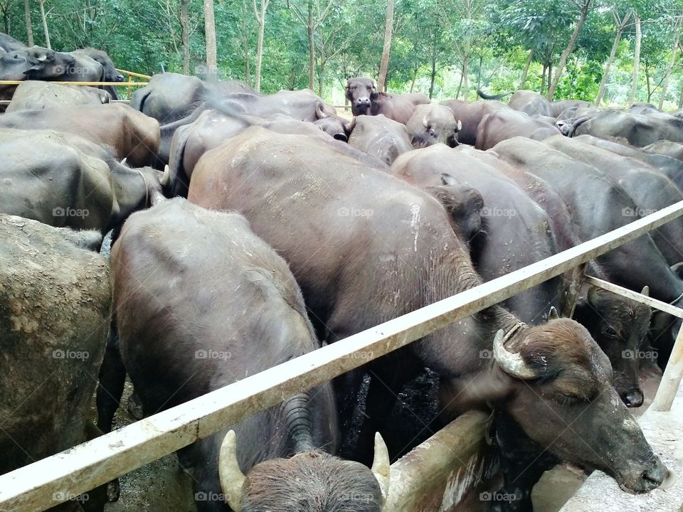 A Buffalo farm from India