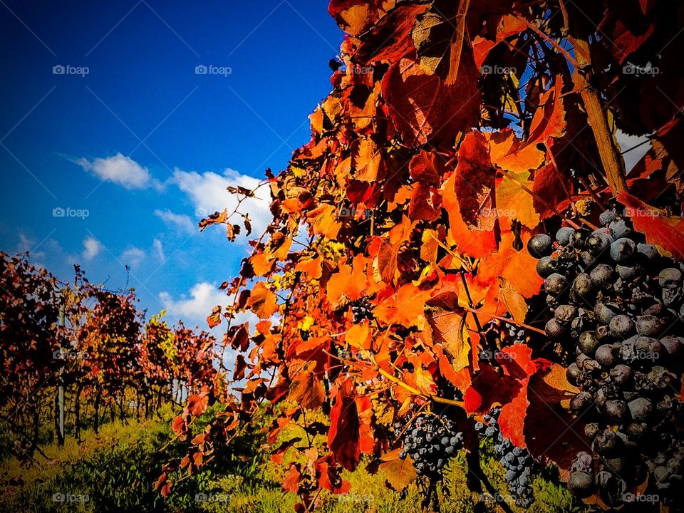 Red leaves and ripe grapes