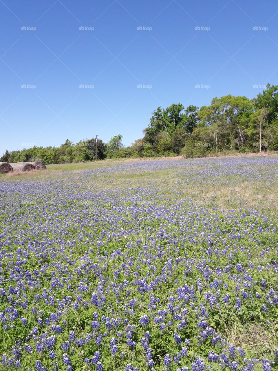 Bluebonnet  time of year.