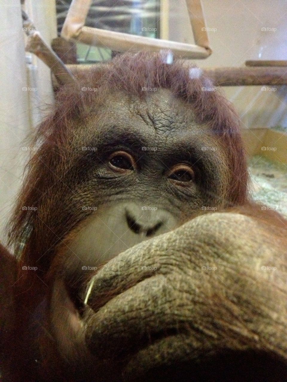 Orangutan . Thoughtful Orangutan 