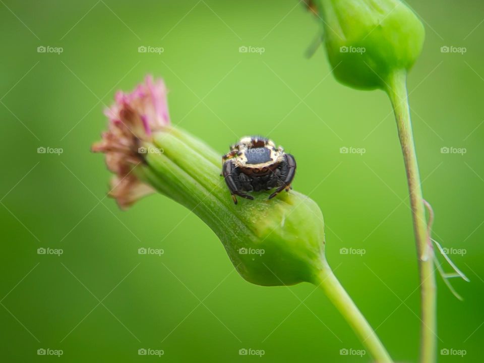 Spider over flower weed