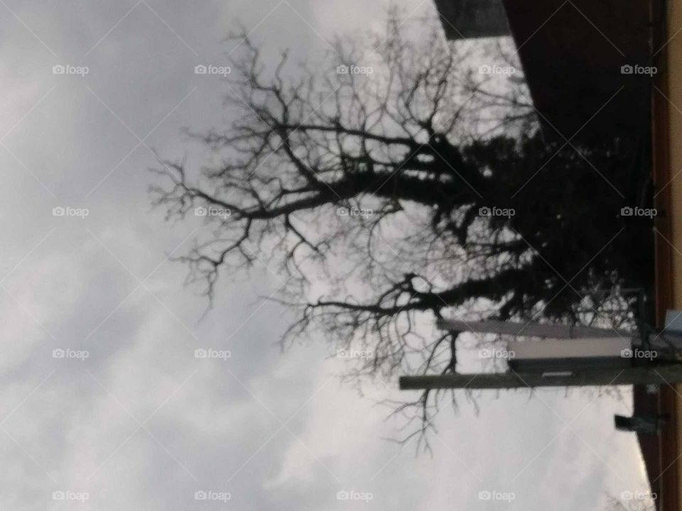 tree tops with buildings sky