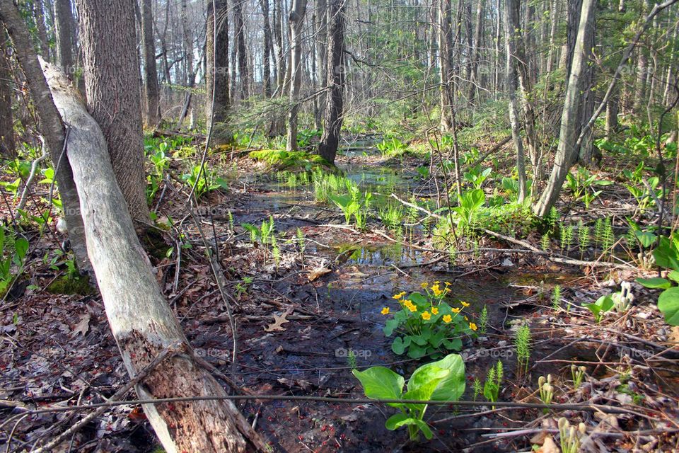 Spring in the woods 