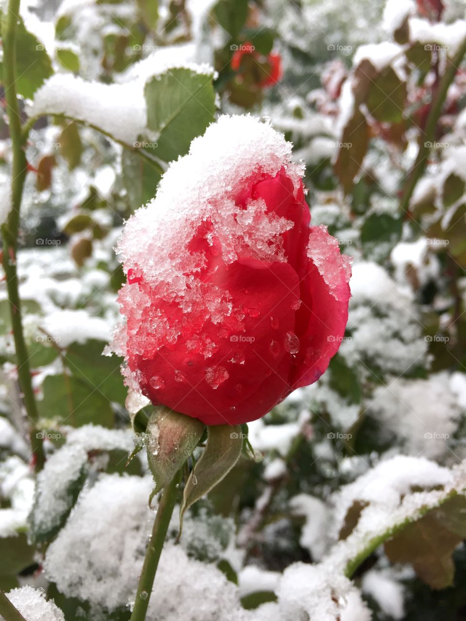red rose covered in Snow