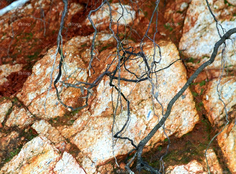 roots hanging over rocks on tbe shoreline.