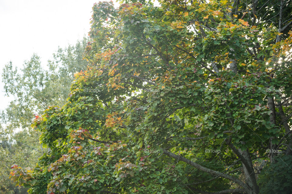 love these golden leaves