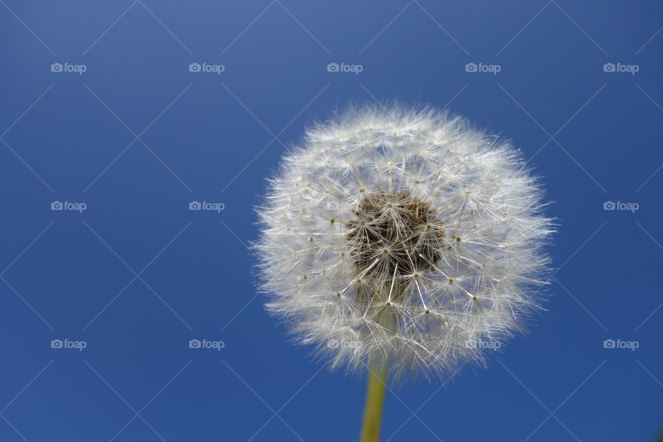 Macro flower