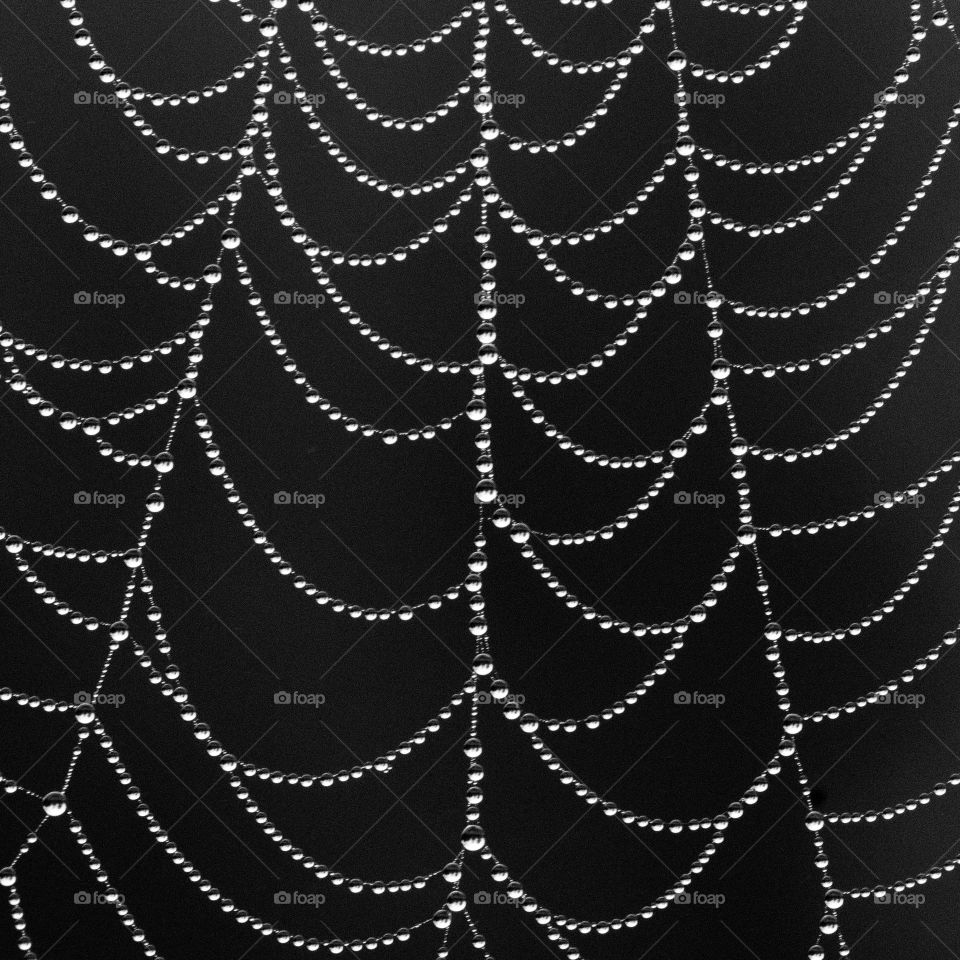 Spider web in black and white 