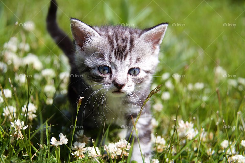 Curious kitten in the garden