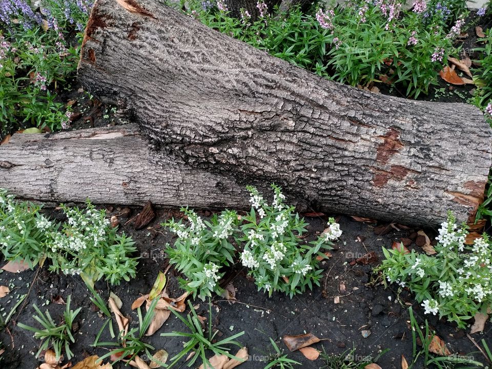 stump trunk was left on the garden of little flowers.