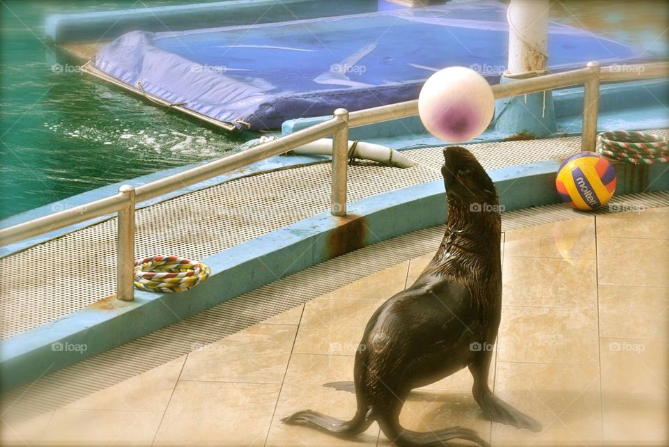 Playful Seal