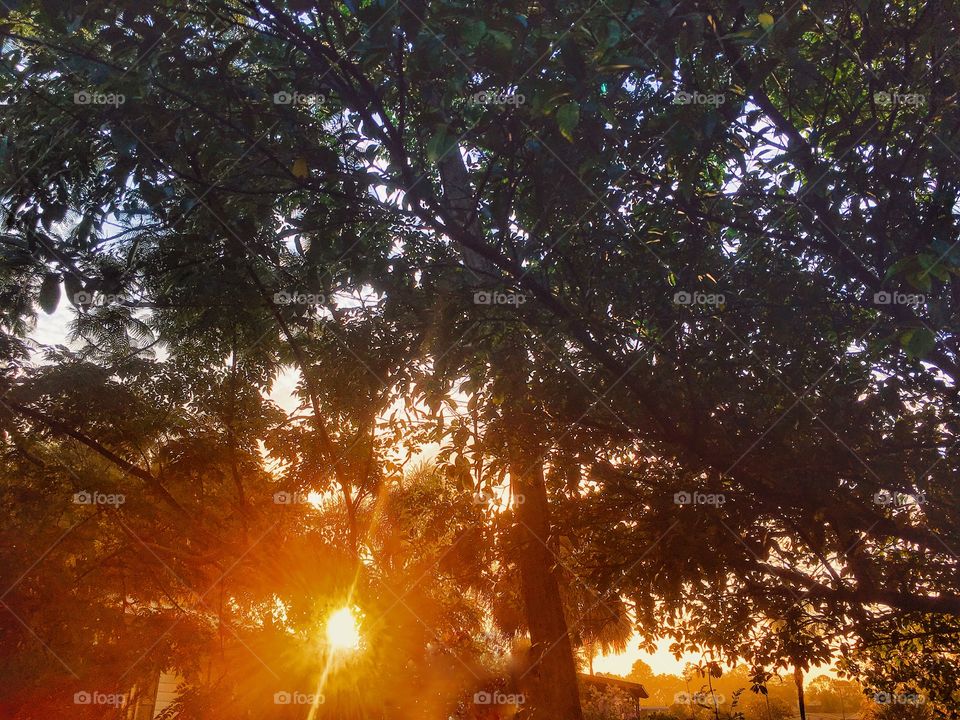 Good mornin’ y’all! Beautiful yellow sun peeking through