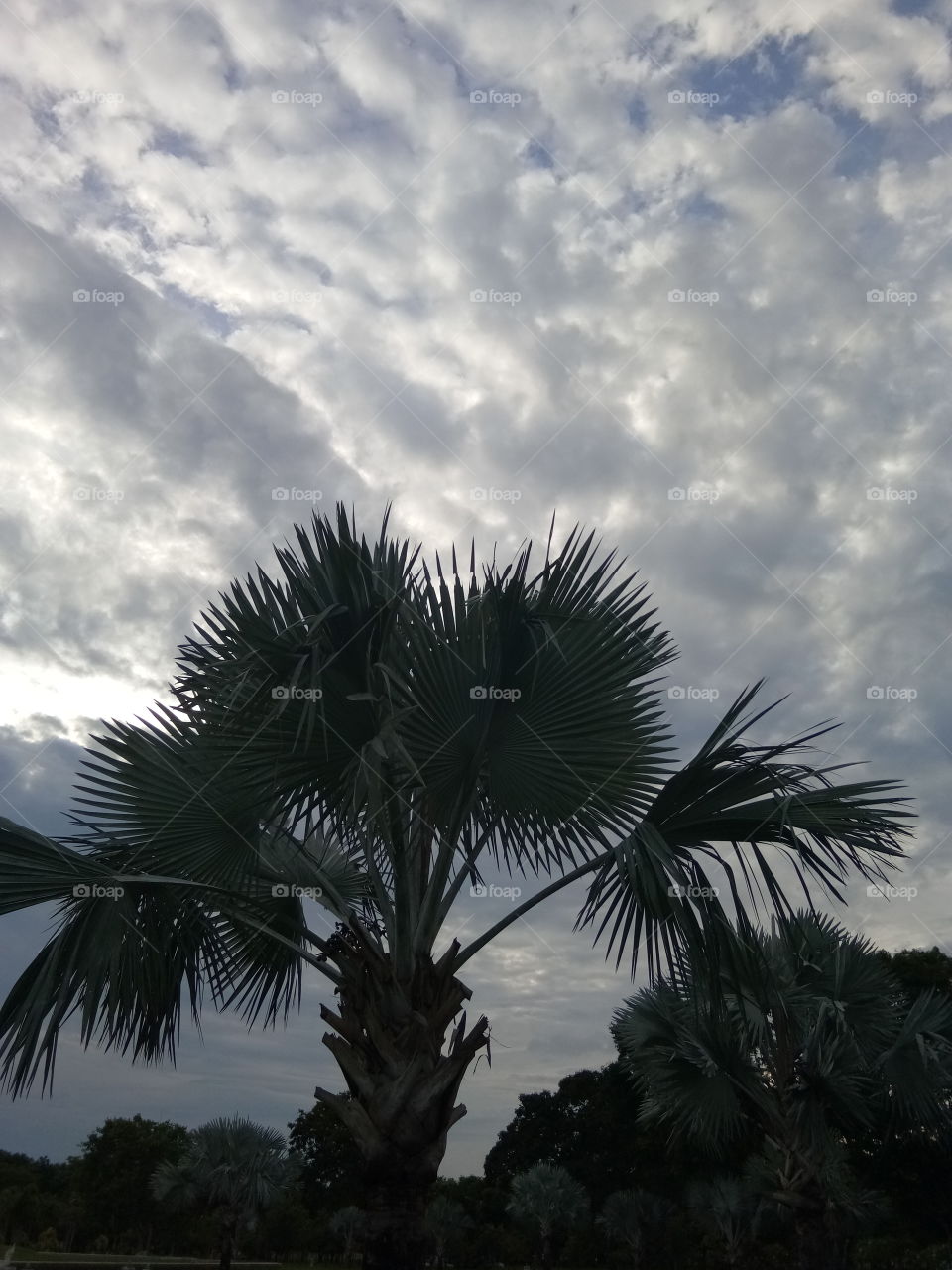 dark
palm
sky
tree
thailand