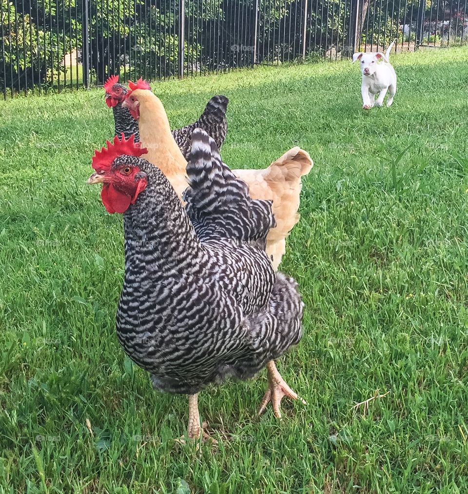 Chickens and puppy