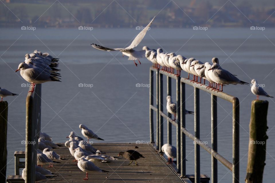 Seagulls perching on bridge railing
