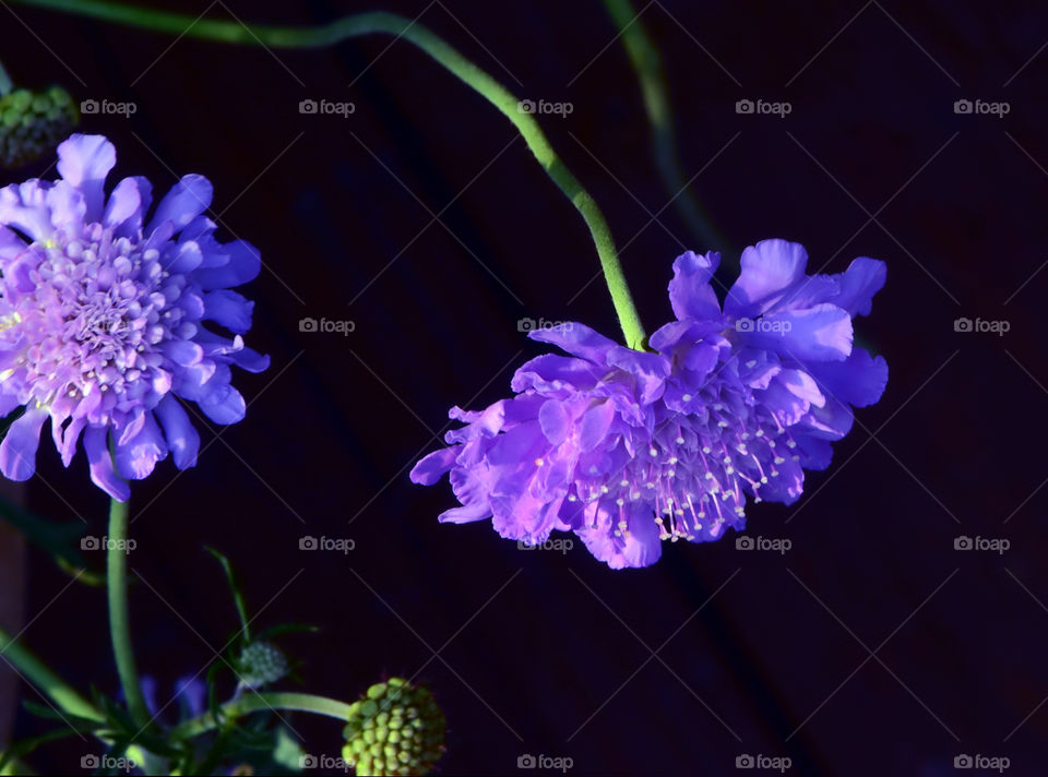 Purple flower on stem