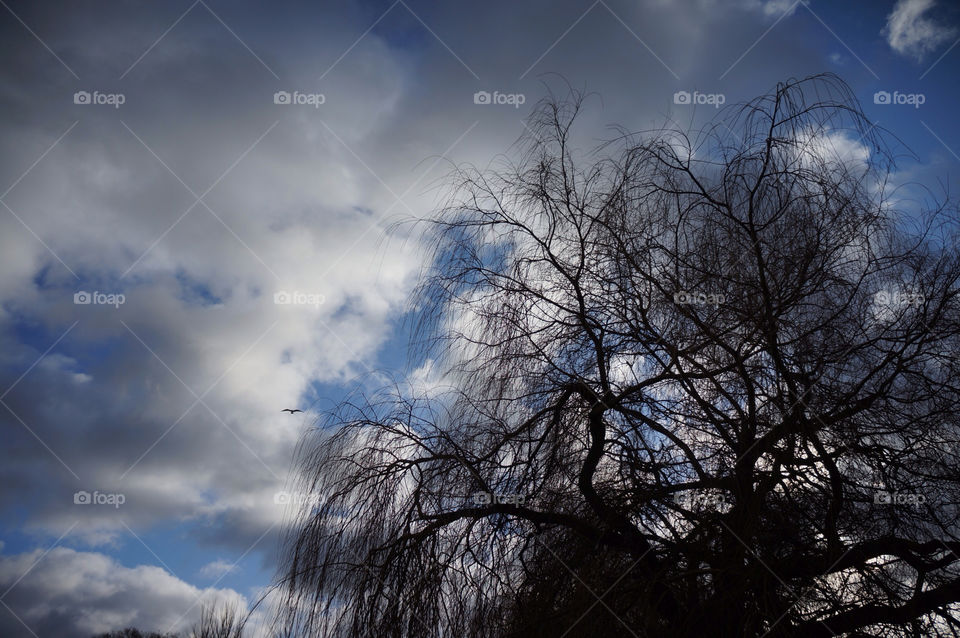 sky tree clouds bird by richnash82