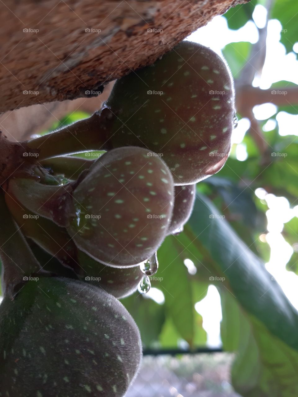 fruits